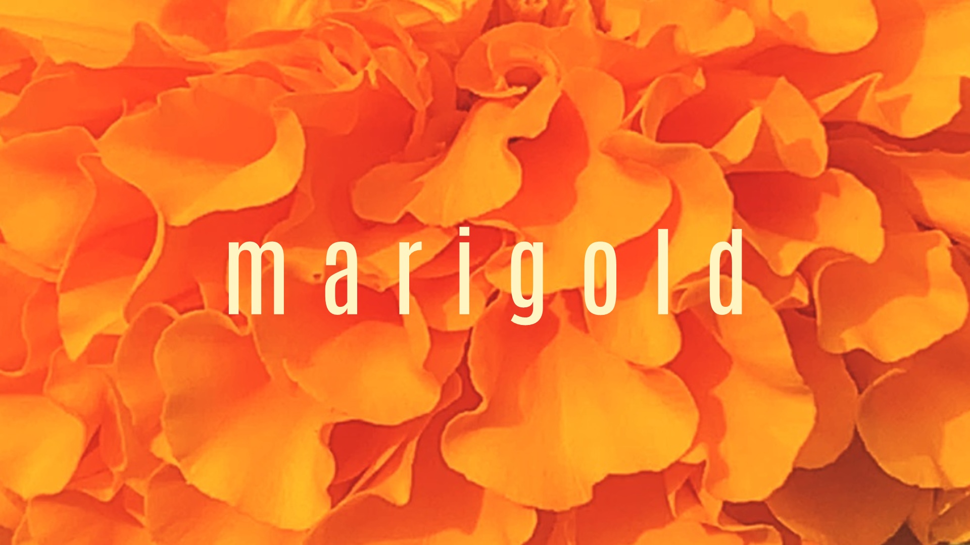 Ode to a Marigold
