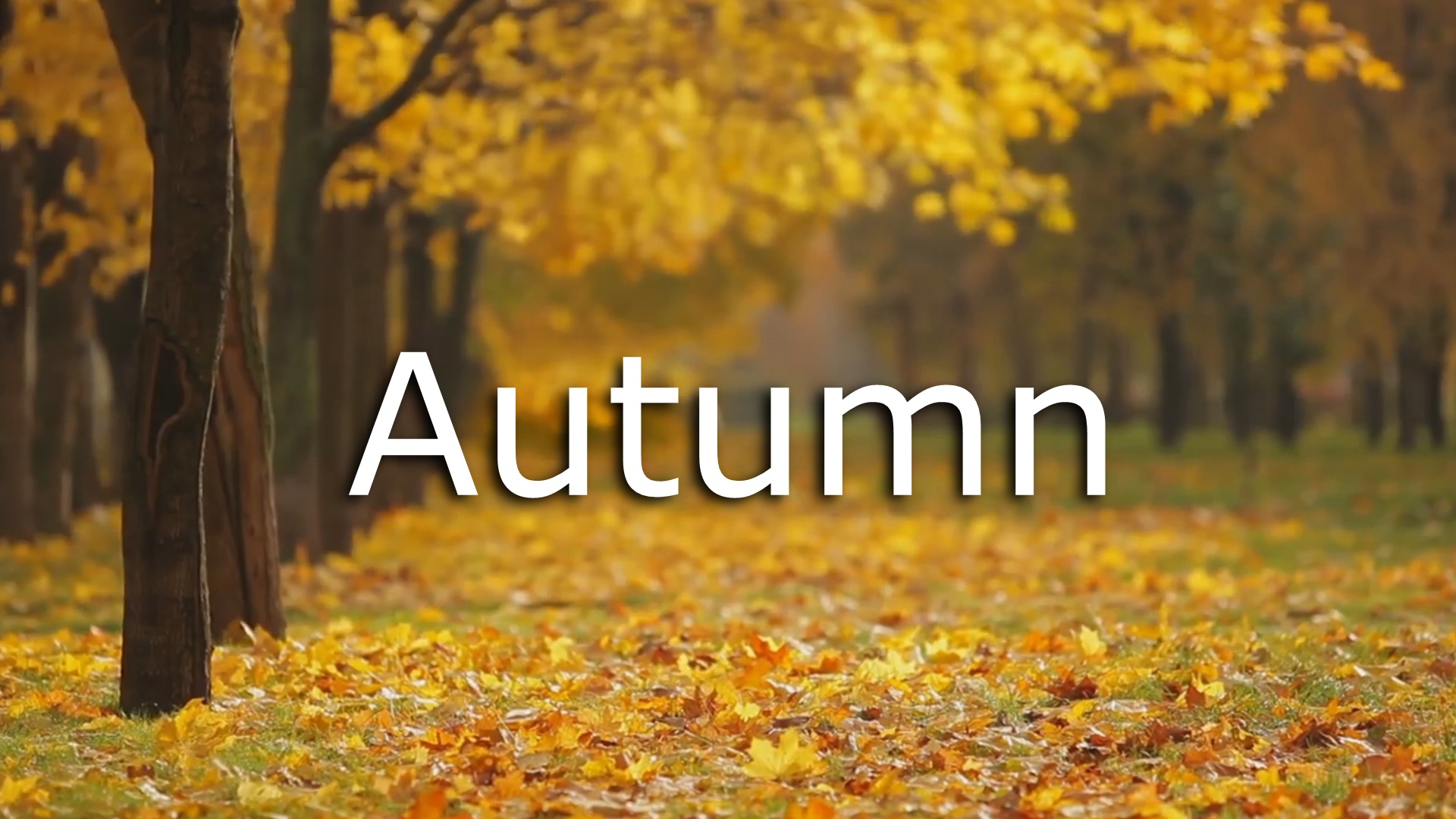 Autumn Nature Short Video