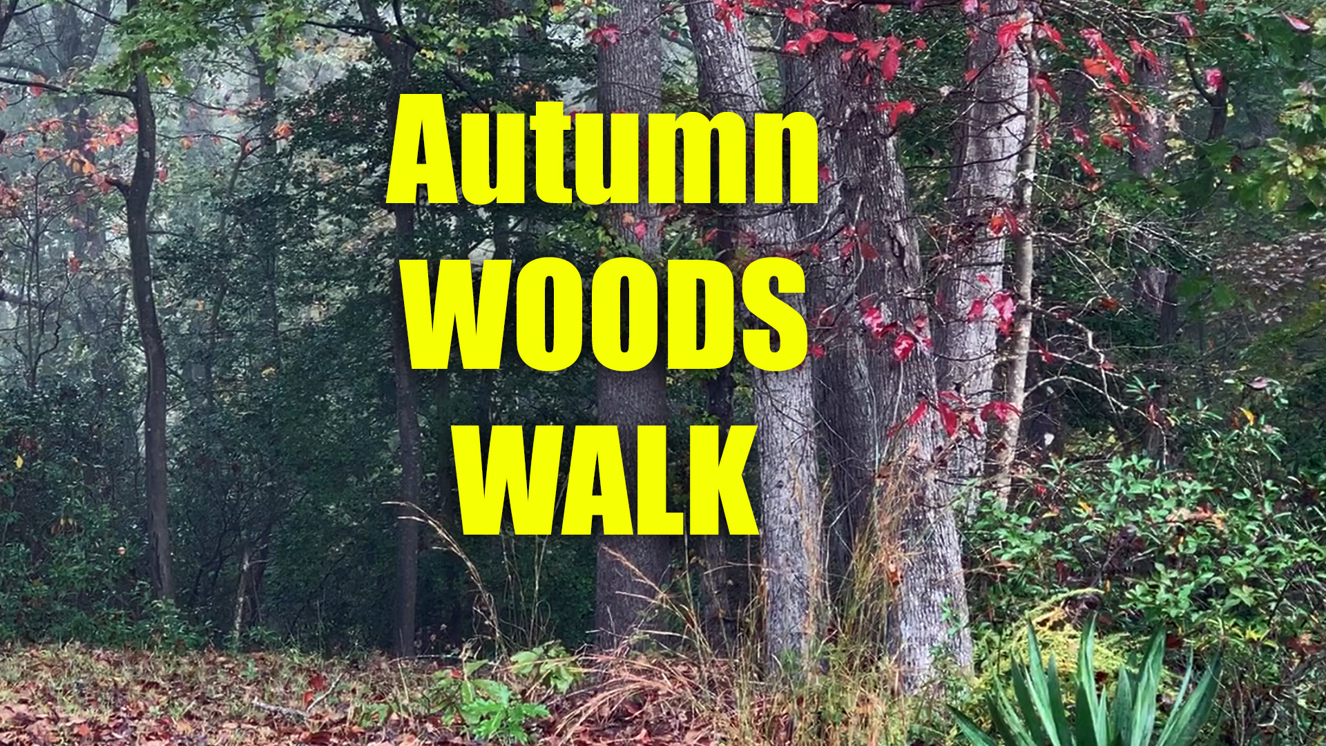 walking in the woods in autumn