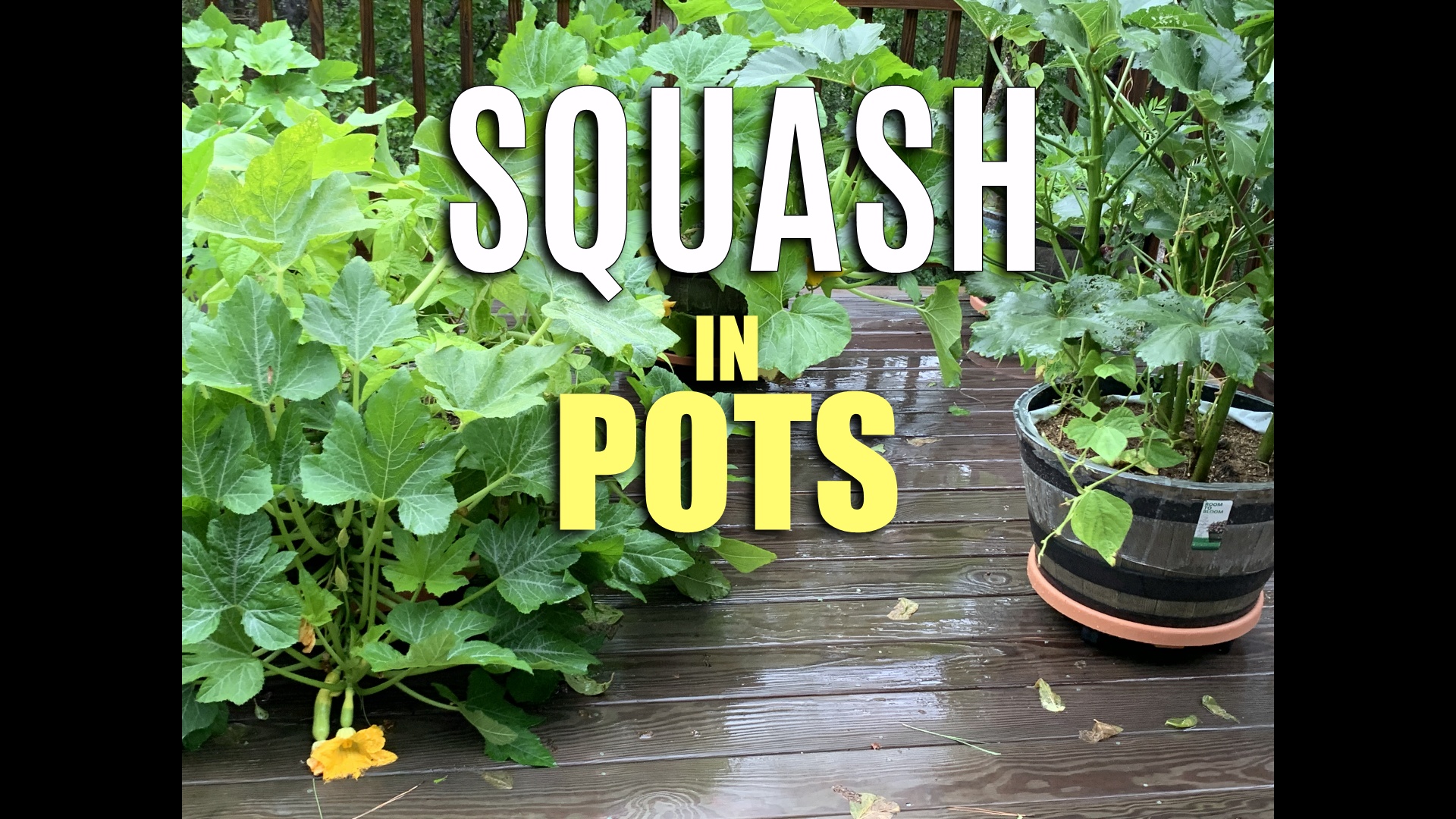 grow summer squash in containers