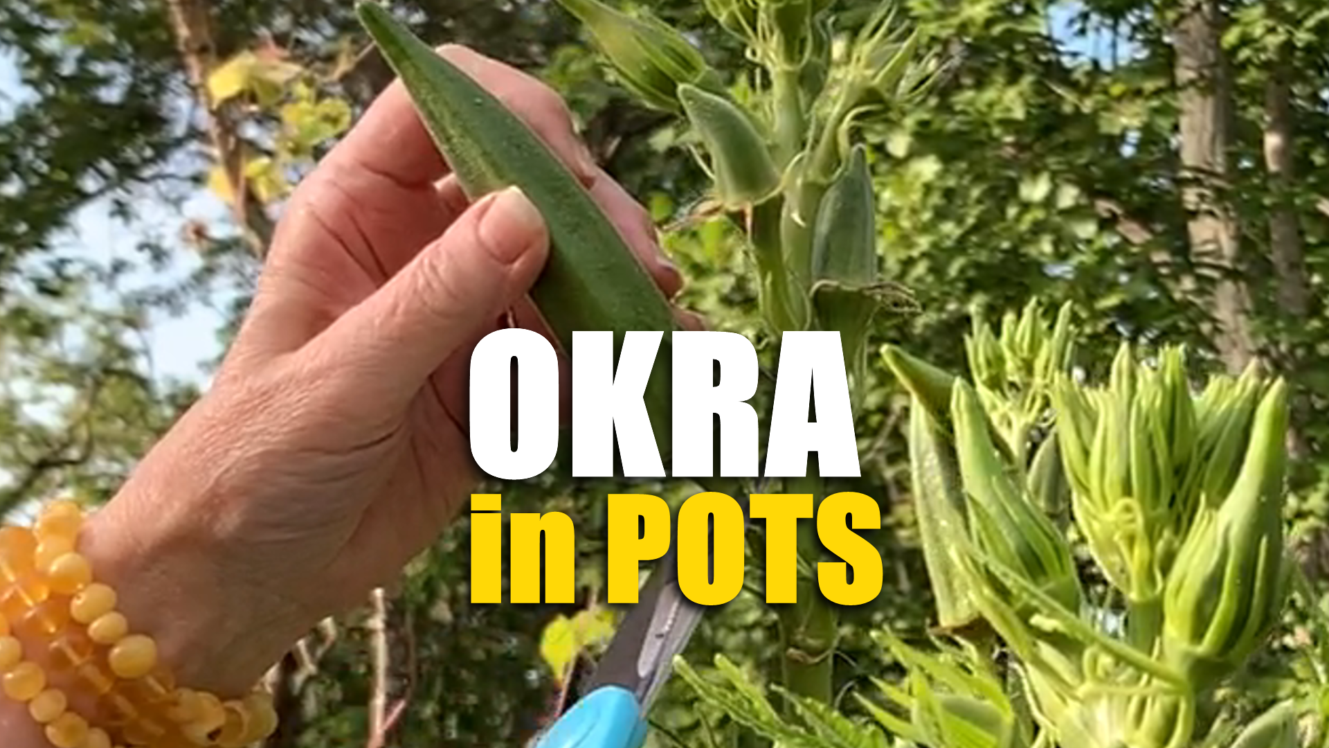 how to grow okra from seeds in pots